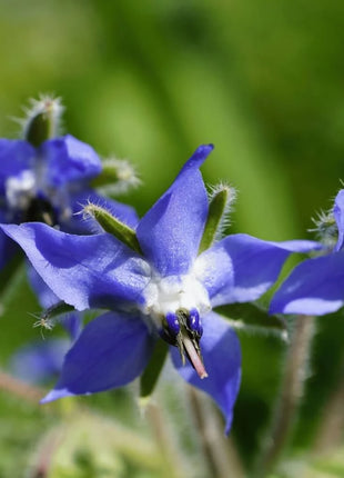 Blue Borage – 100 Seeds