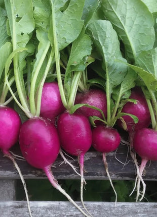 Purple Plum Radish – 250 Seeds