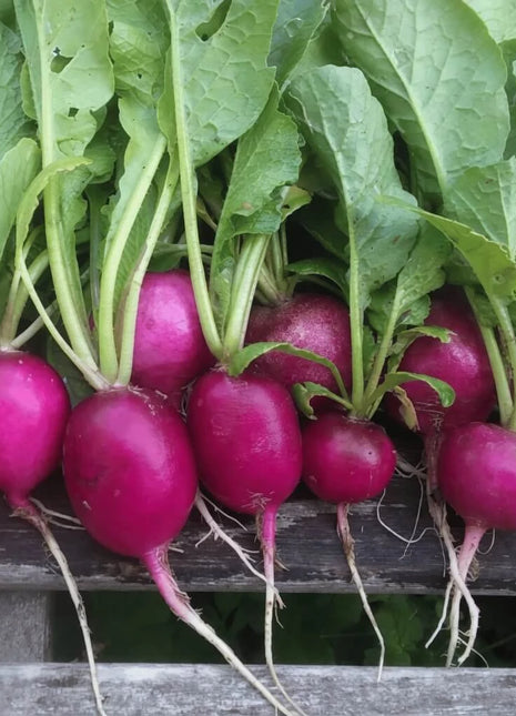 Purple Plum Radish – 250 Seeds
