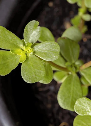 Purslane – 100 Seeds