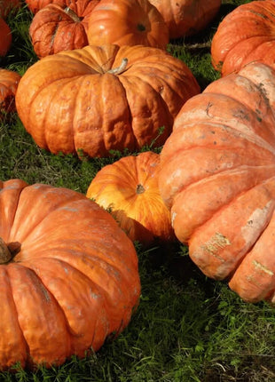 Cinderella Pumpkin – 10 Seeds
