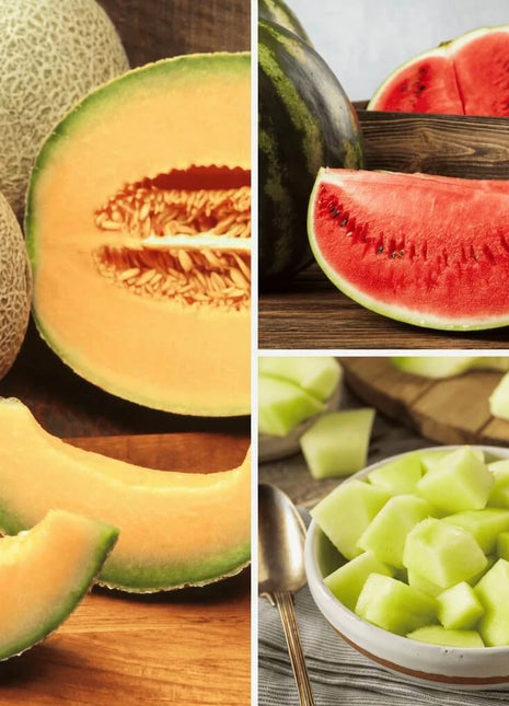 Melon Seed Collection (Watermelon • Cantaloupe • Honeydew)