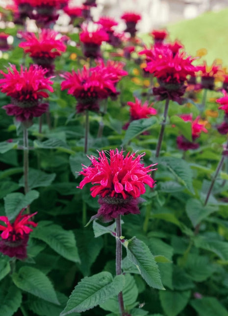 Scarlet Bee Balm – 20 Seeds