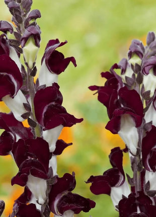 Night & Day Snapdragon - 200 Seeds