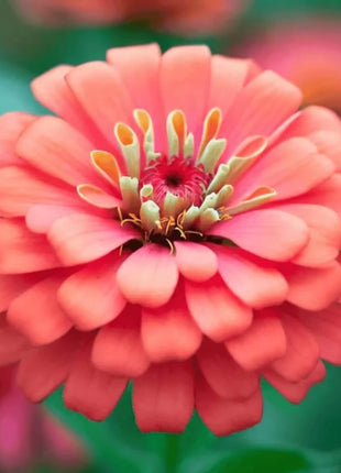 Coral Zinnia – 100 Seeds