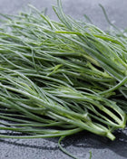 Saltwort – 50 Seeds