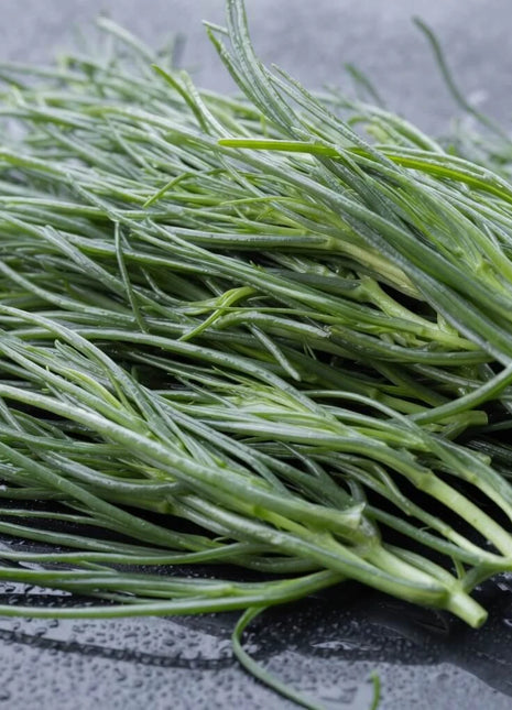 Saltwort – 50 Seeds