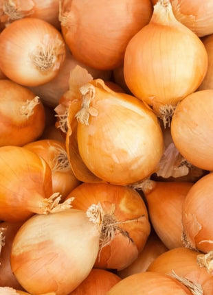 Utah Yellow Sweet Spanish Onion – 200 Seeds