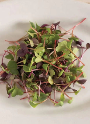 Confetti Radish Microgreen – 10 grams