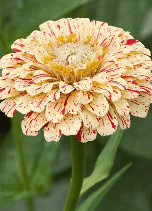 Peppermint Stick Zinnia – 50 Seeds