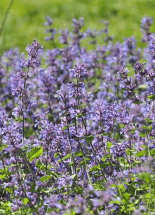 Catmint – 100 Seeds