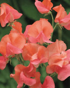 Prince of Orange Sweet Pea – 25 Seeds