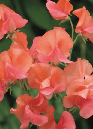 Prince of Orange Sweet Pea – 25 Seeds