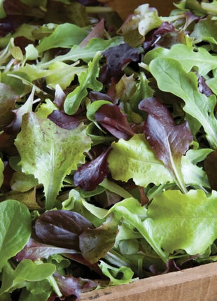 Gourmet Mix Lettuce – 500 Seeds