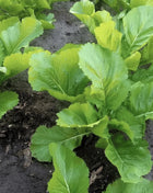 Florida Broadleaf Mustard – 250 Seeds