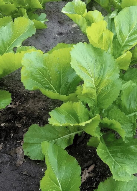 Florida Broadleaf Mustard – 250 Seeds