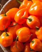 Orange Habanero Pepper – 30 Seeds