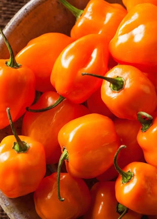 Orange Habanero Pepper – 30 Seeds