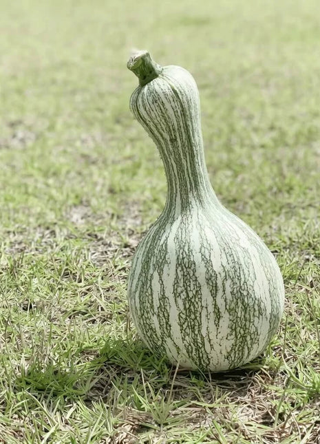 Cushaw Green Striped Pumpkin – 25 Seeds