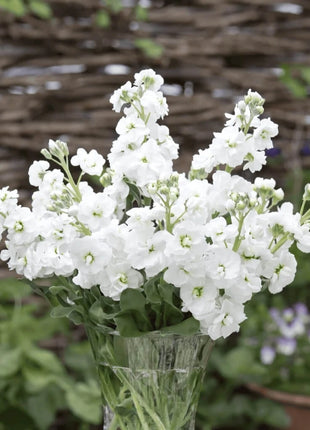 White Goddess Column Stock – 50 Seeds