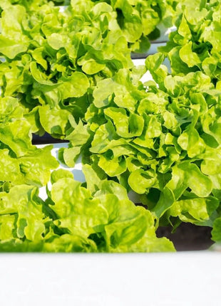 Buttercrunch Lettuce – 500 Seeds