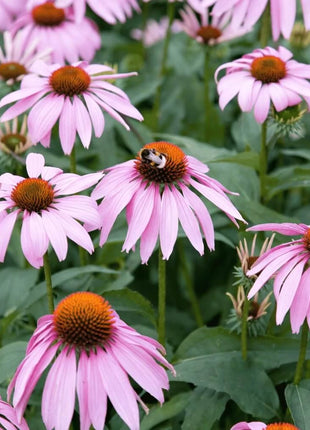 Purple Coneflower (Echinacea) – 100 Seeds