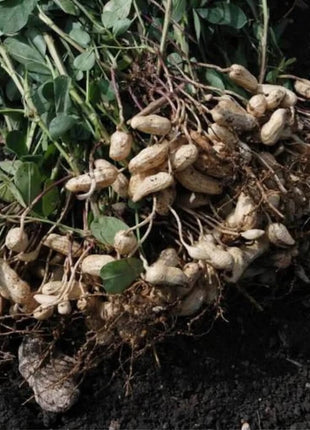 Tennessee Red Peanuts – 10 Seeds