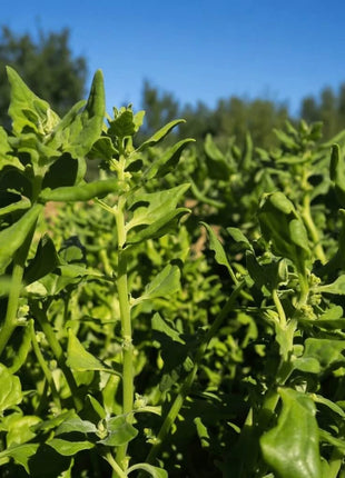 New Zealand Spinach – 30 Seeds