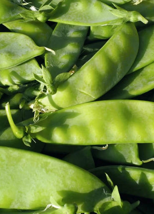 Oregon Sugar II Snow Peas – 25 Seeds