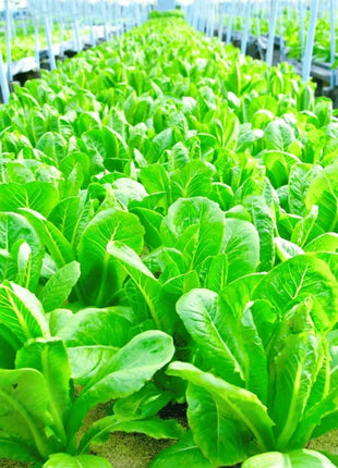 Parris Island Cos Lettuce – 500 Seeds