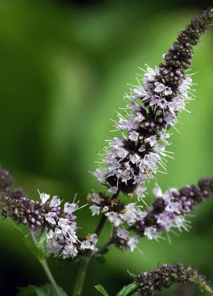 Peppermint – 100 Seeds