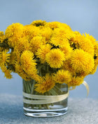 True Dandelion – 50 Seeds