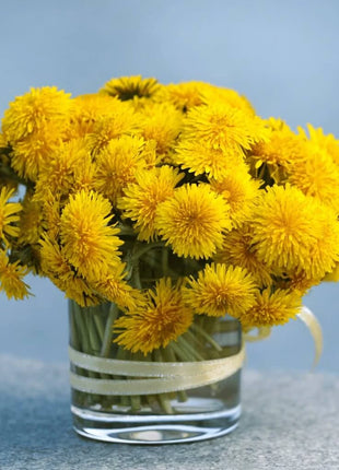 True Dandelion – 50 Seeds