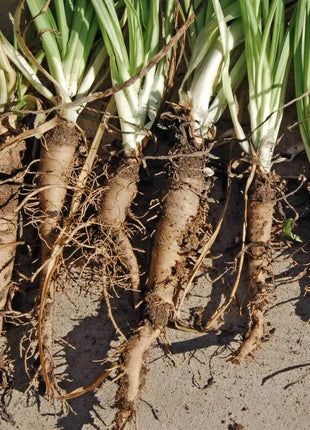 Mammoth Sandwich Island Salsify – 50 Seeds