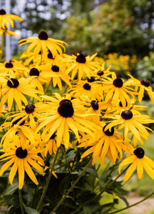 Black Eyed Susans – 100 Seeds