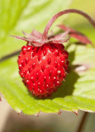 Wild Red Strawberry – 200 Seeds