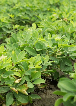 Virginia Jumbo Peanuts – 10 Seeds