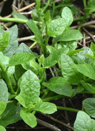 Malabar Green Spinach – 100 Seeds