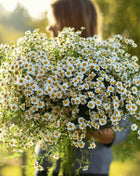 Feverfew – 100 Seeds