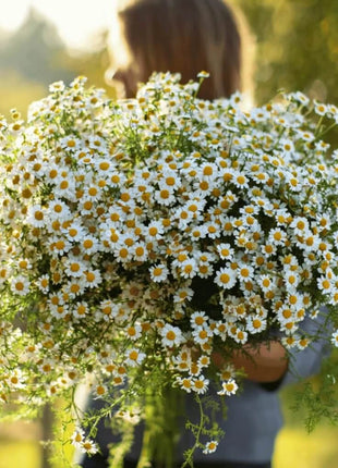 Feverfew – 100 Seeds