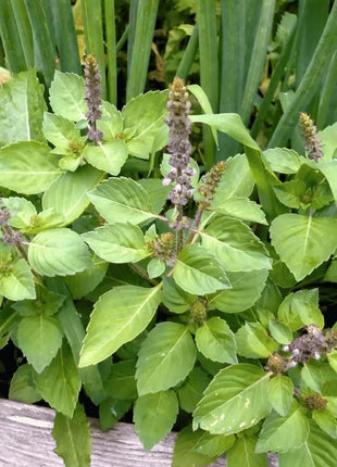 Holy Tulsi Basil – 250 Seeds