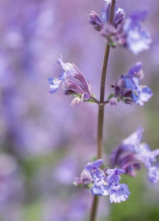 Catnip – 250 Seeds