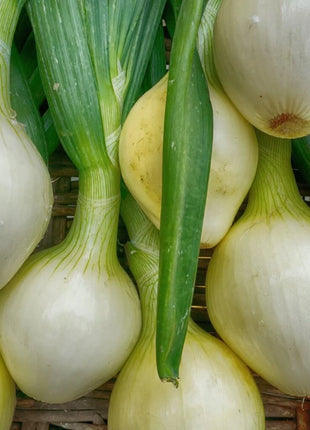 Walla Walla Onion – 200 Seeds
