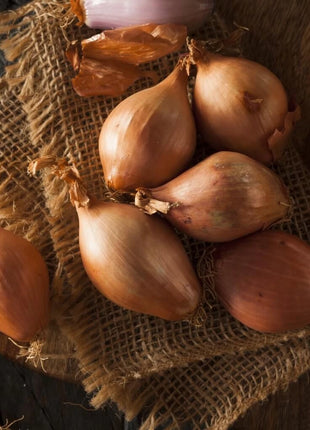 Davidor Shallot– 50 Seeds