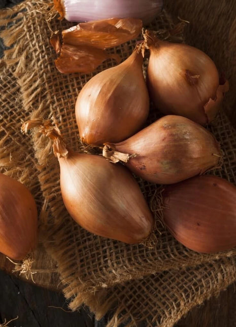 Davidor Shallot– 50 Seeds