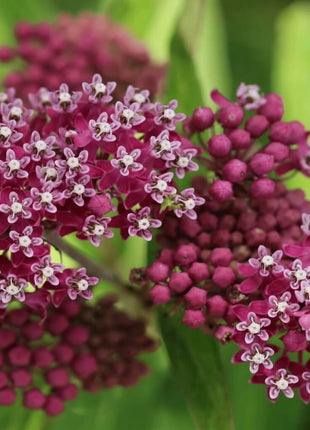 Swamp Milkweed – 50 Seeds