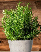 Rosemary – 50 Seeds
