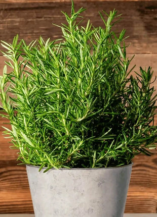 Rosemary – 50 Seeds