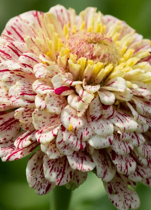 Peppermint Stick Zinnia – 50 Seeds