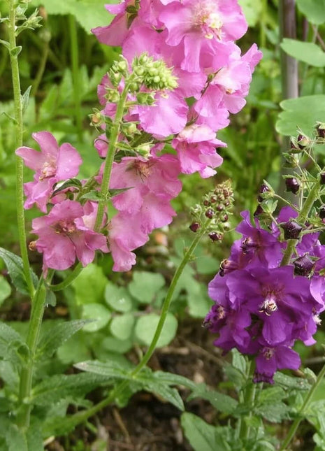 Verbascum Mullein Mix – 100 Seeds